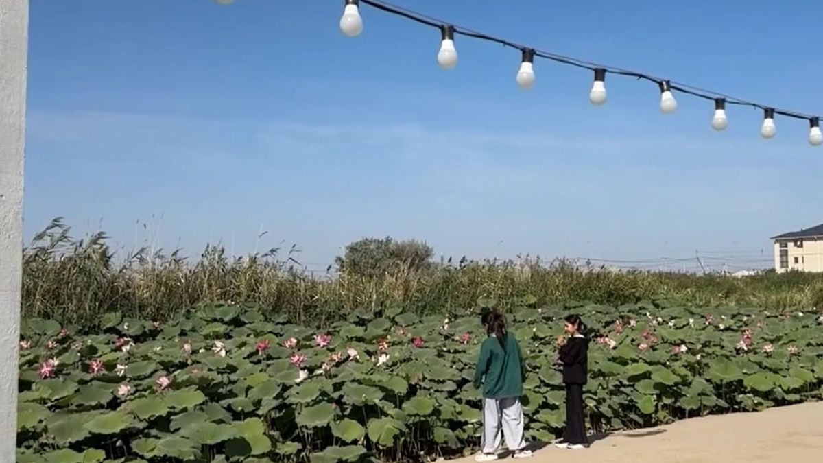 Лотос алқабы