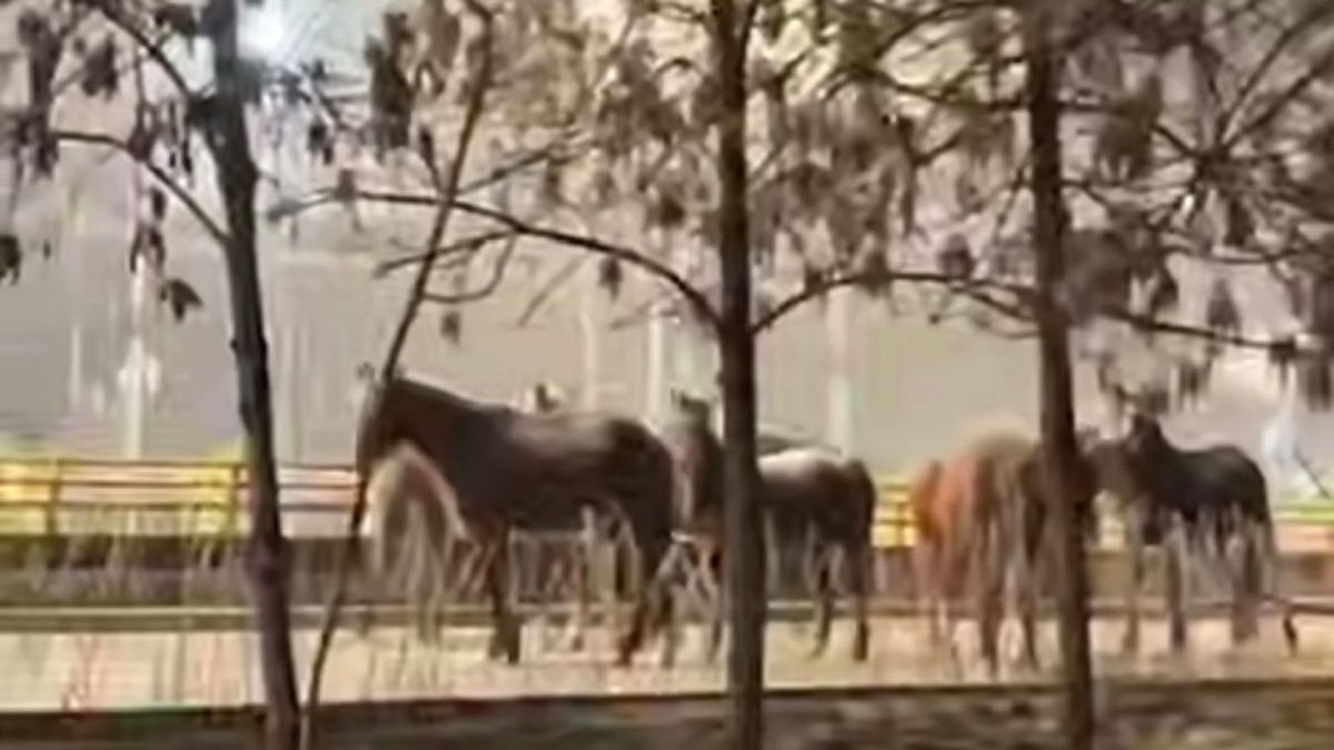 Лошади в центре Алматы