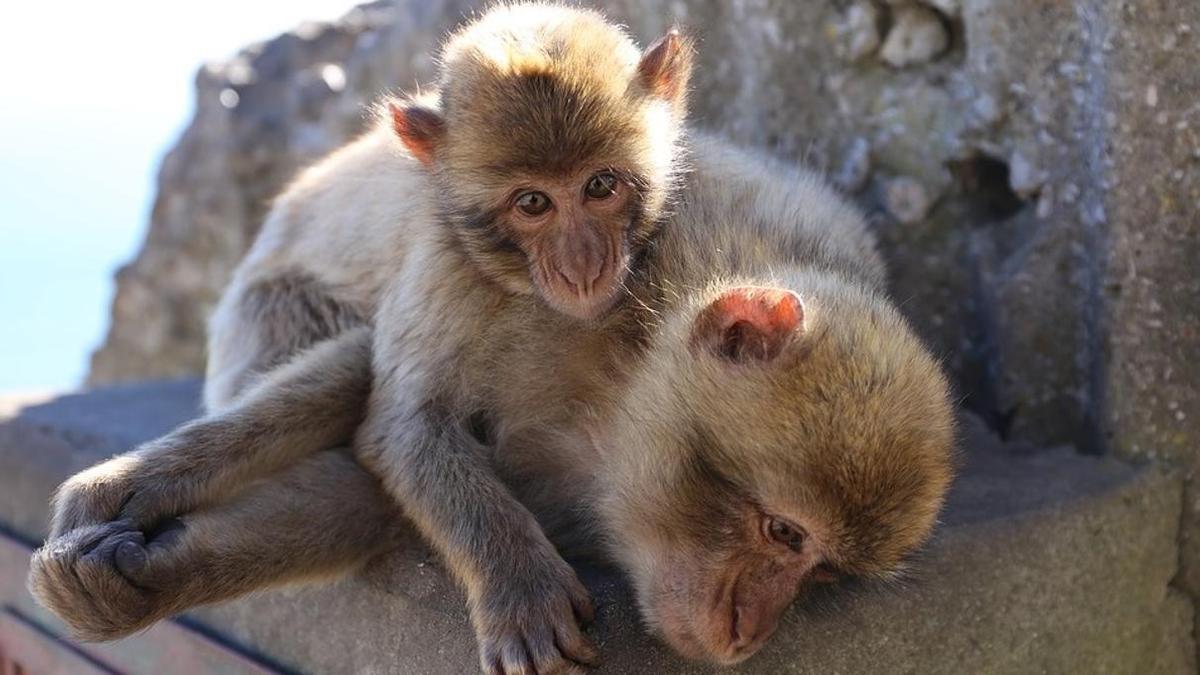 За рулем под марихуаной За рулем под марихуаной глюки от наркотиков