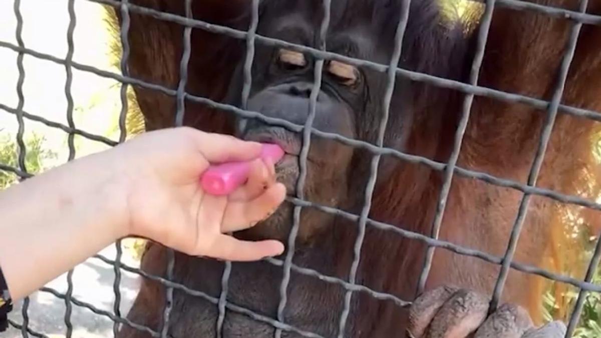Орангутан Дана Орангутан Дана