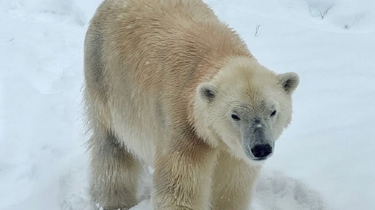 Белая медведица Пурга