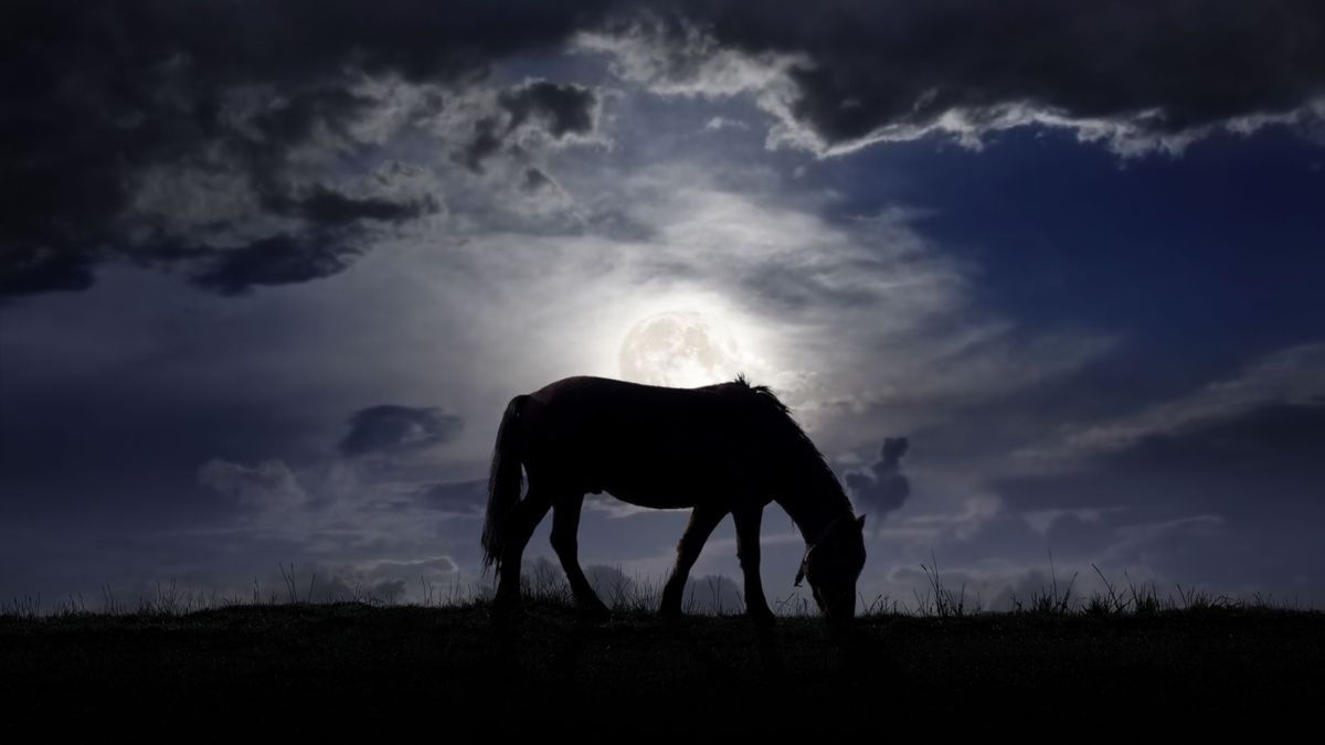 Лошадь стоит в поле