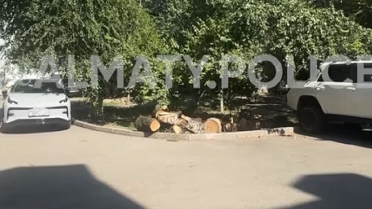 Срубленное дерево