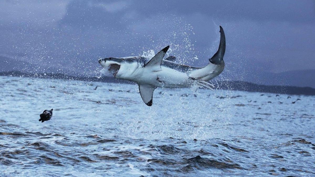 Белая акула выпрыгнула из воды