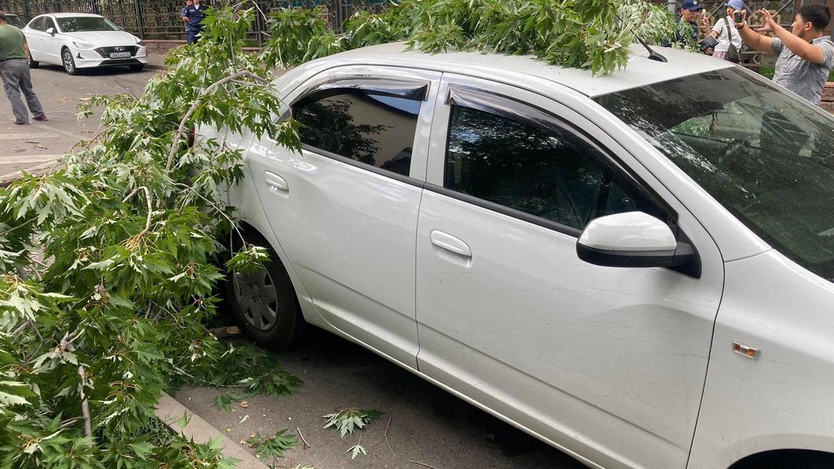 Автомобиль, на который упало дерево