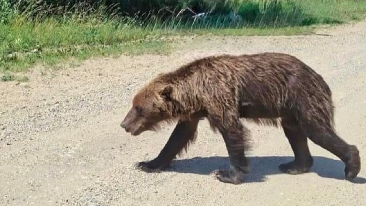 Медведь вышел на дорогу