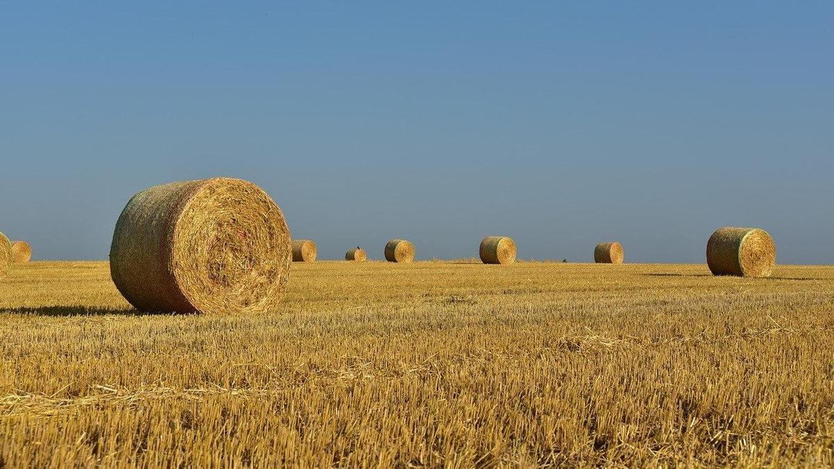 Мораторий на продажу сельхозземель в Казахстане продлили на 5 лет