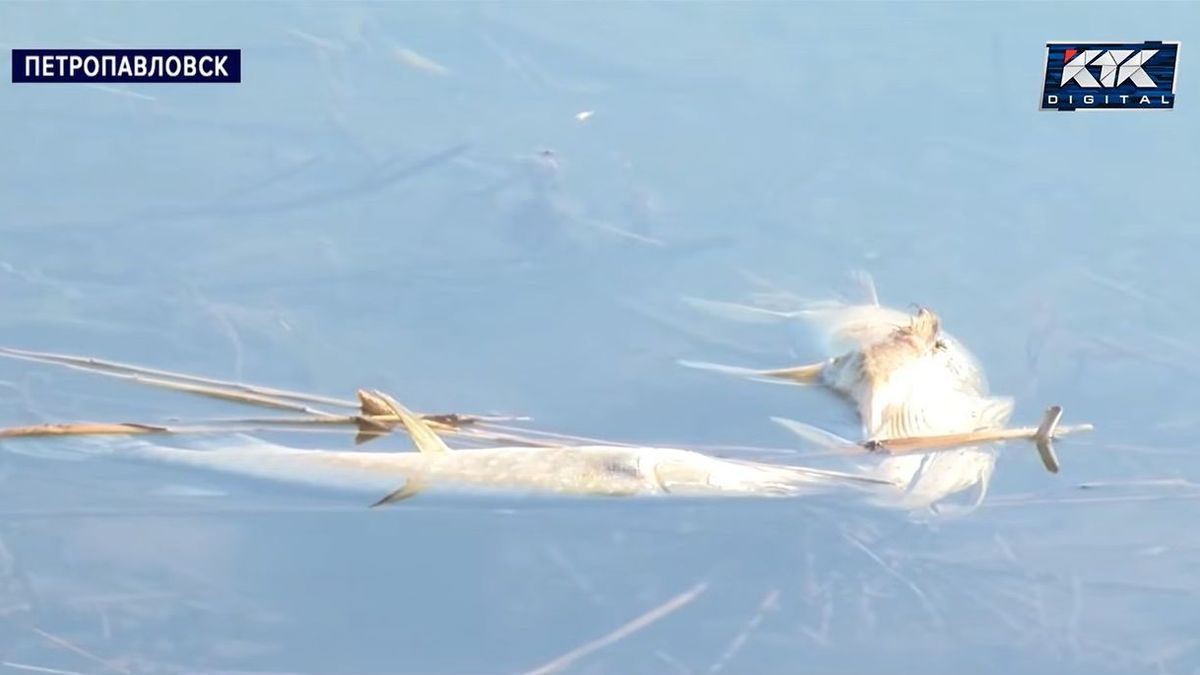 Мертвые рыбы