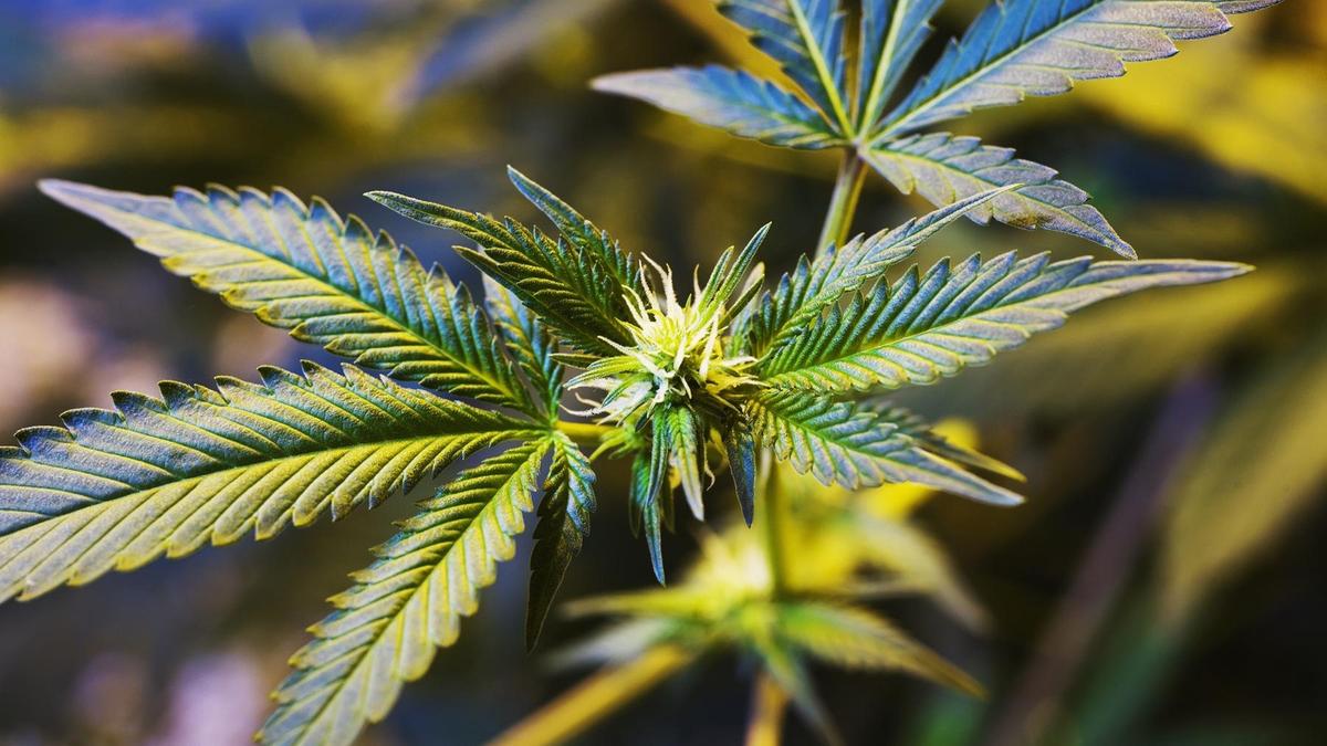 сора жапырағы