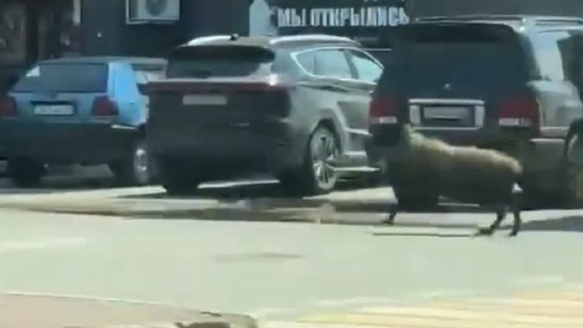 Баран