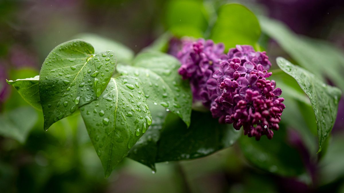 сирень гүлі