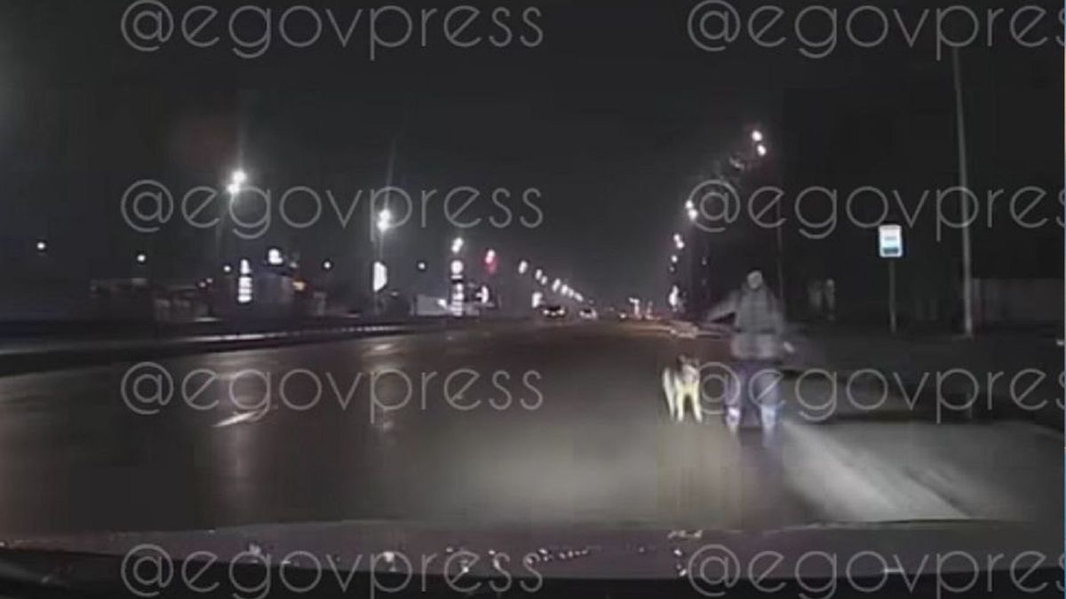 Пешеход с собакой перед машиной