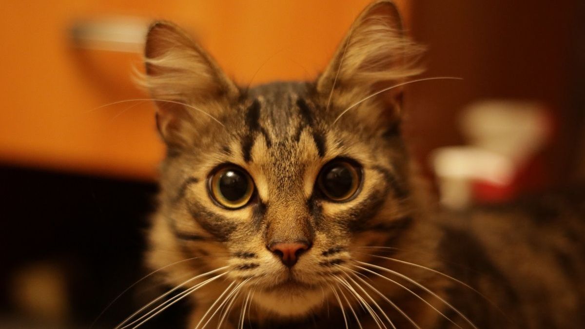 Кот