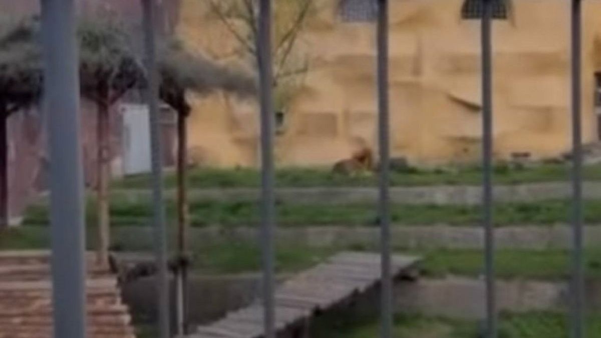 Вольер со львом в зоопарке Алматы