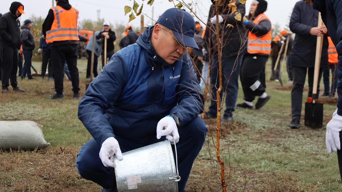 Посадка деревьев