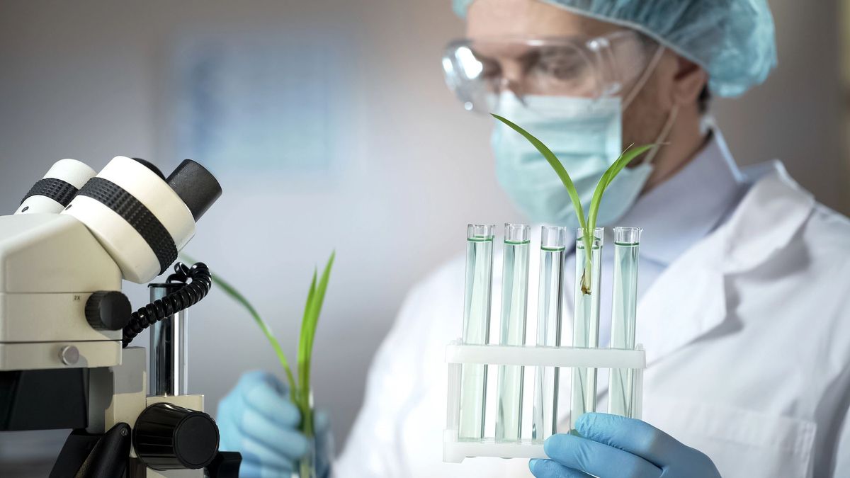 растения в пробирке