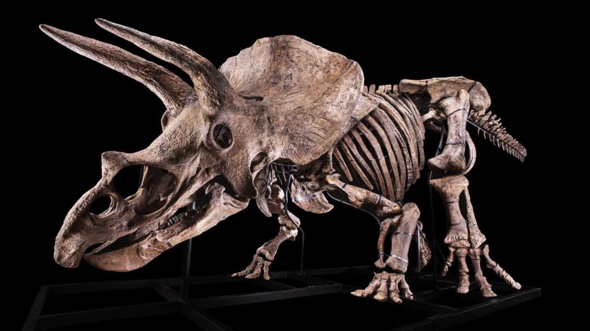 Скелет самого большого 8-метрового трицератопса выставили на продажу во Франции