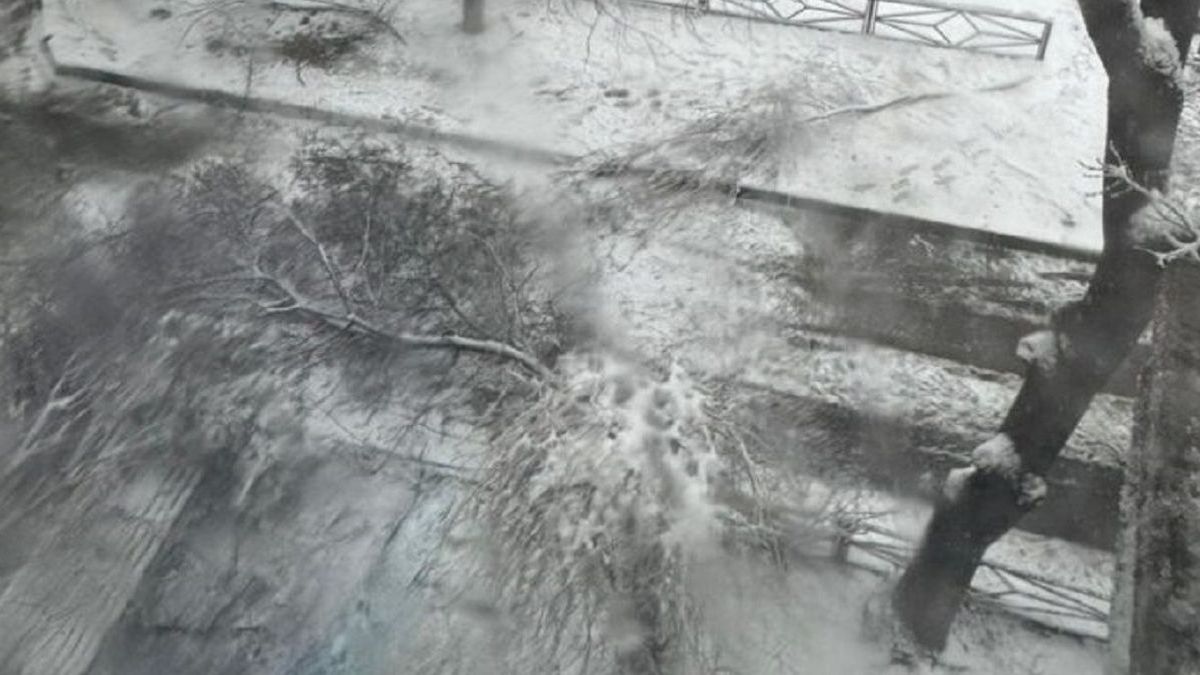 Баланың үстіне құлаған ағаш бұтағы