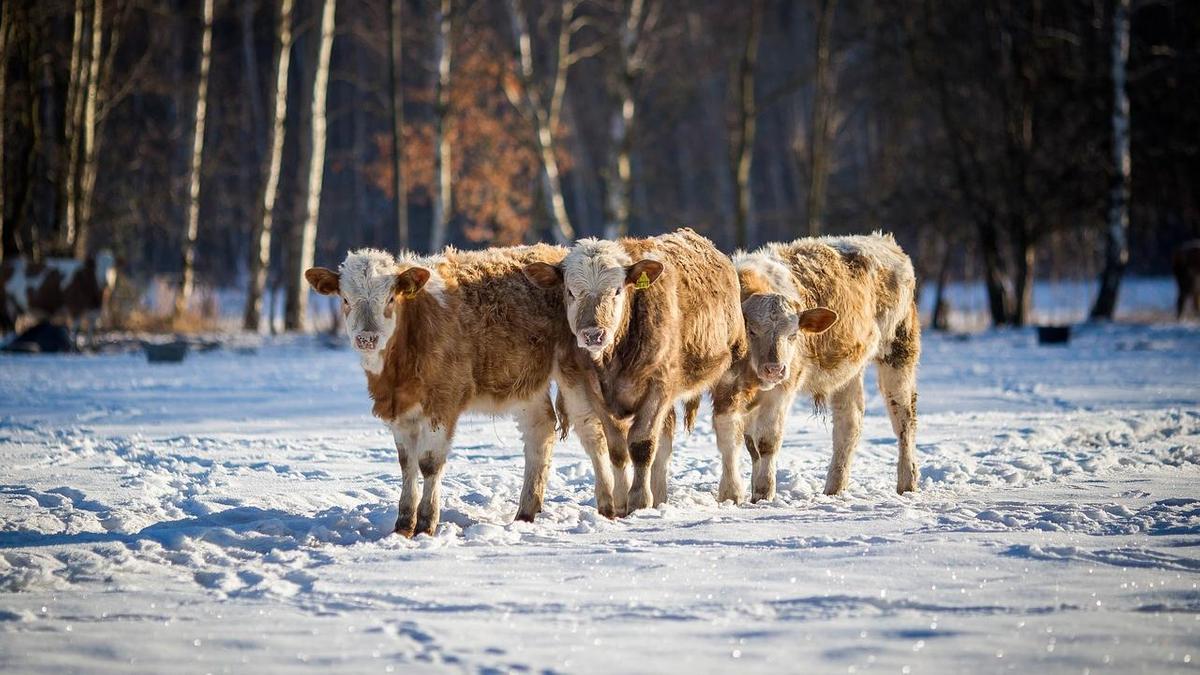 Корова на заснеженном лугу