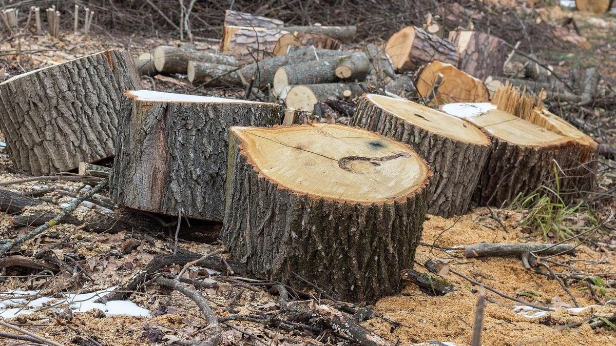 Распиленные стволы деревьев лежат на опилках