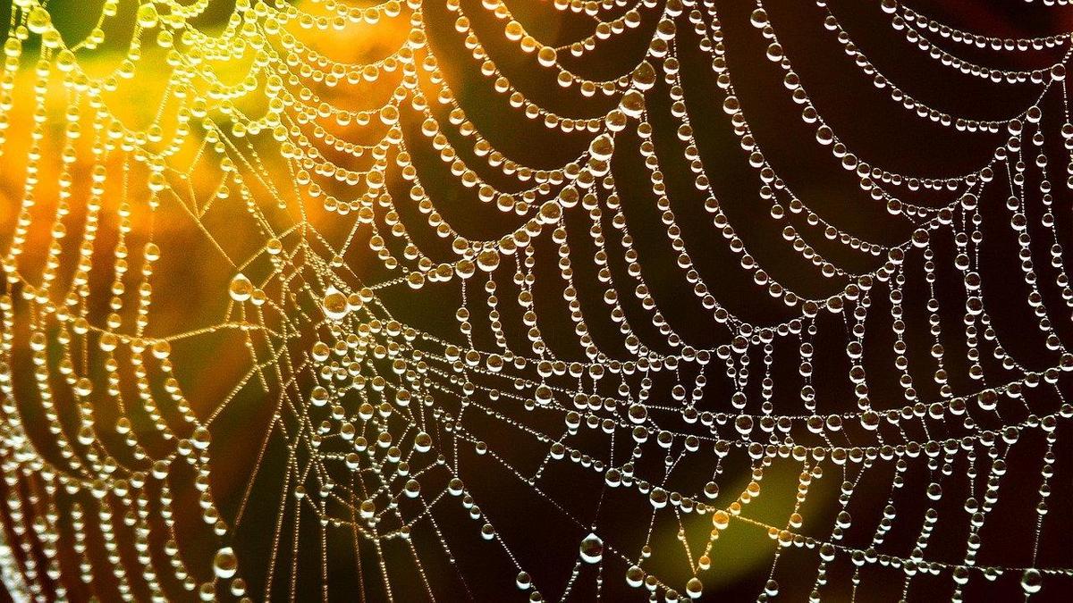Биолог развеял миф о проглатывании пауков во сне