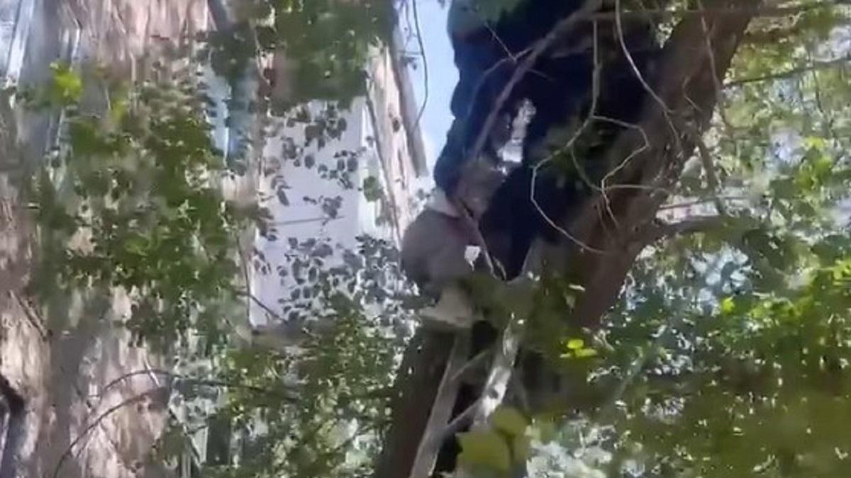 Девушка оказалась на дереве на высоте третьего этажа в Экибастузе