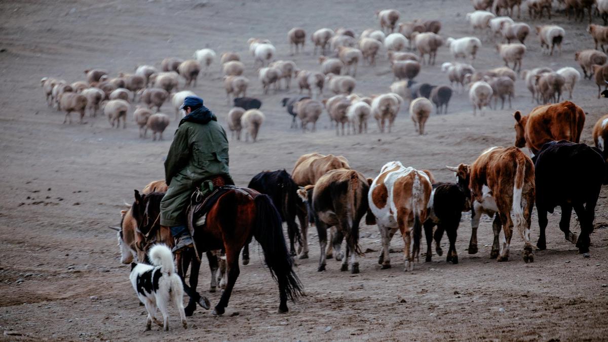 Мужчина пасет скот в степи