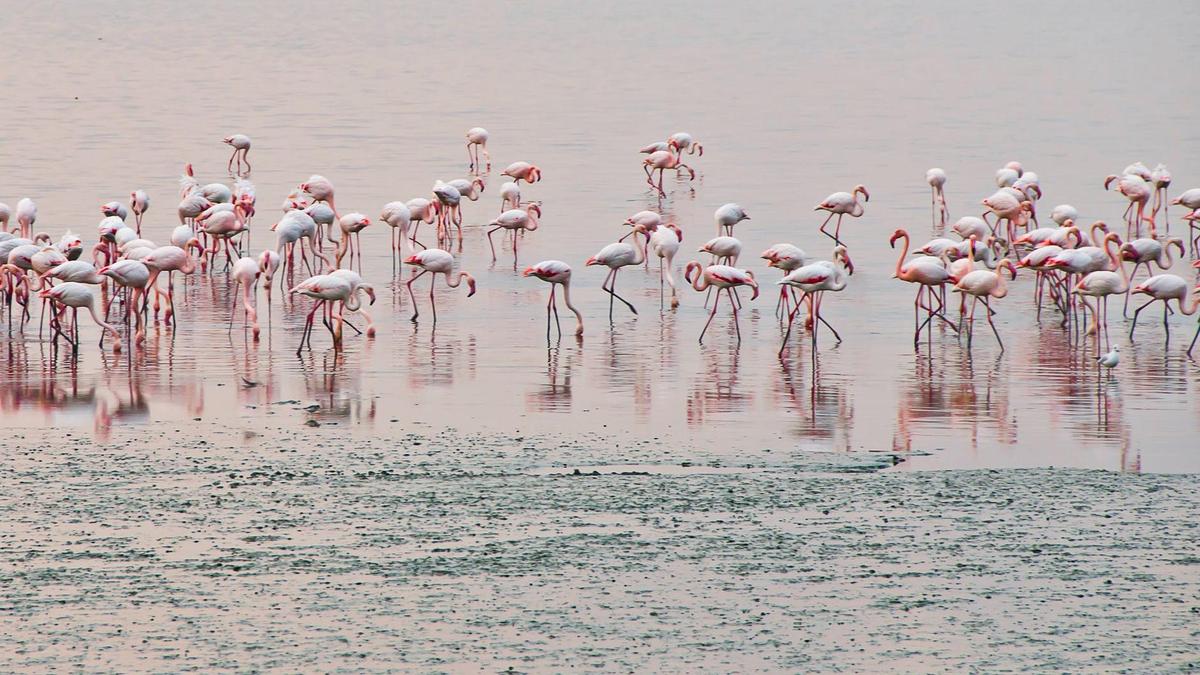 Фламинго стоят в воде