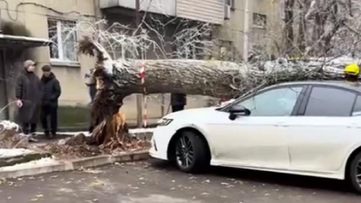 Дерево упало во дворе дома