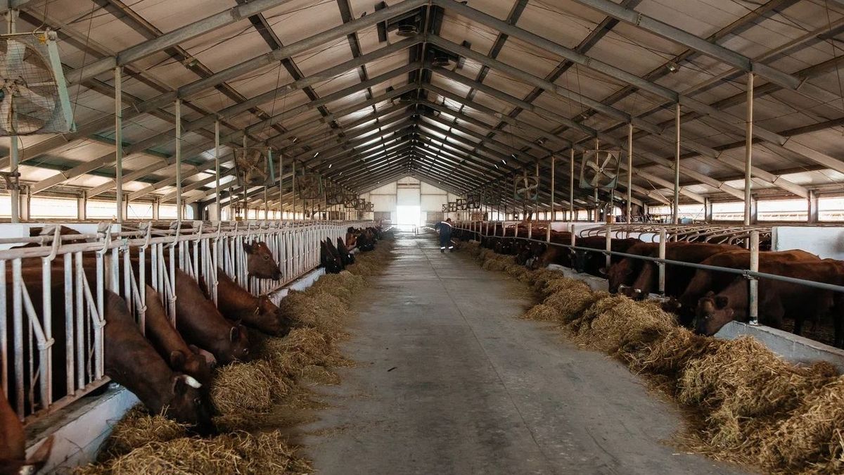 Животноводческая ферма