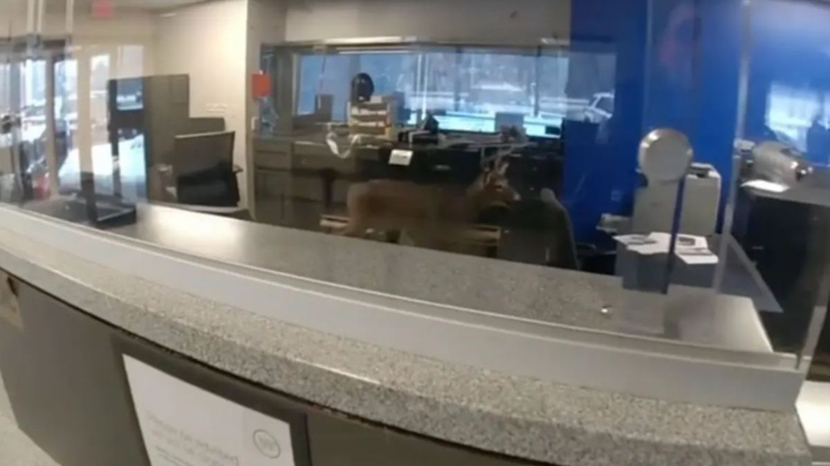 Олень в банке в США