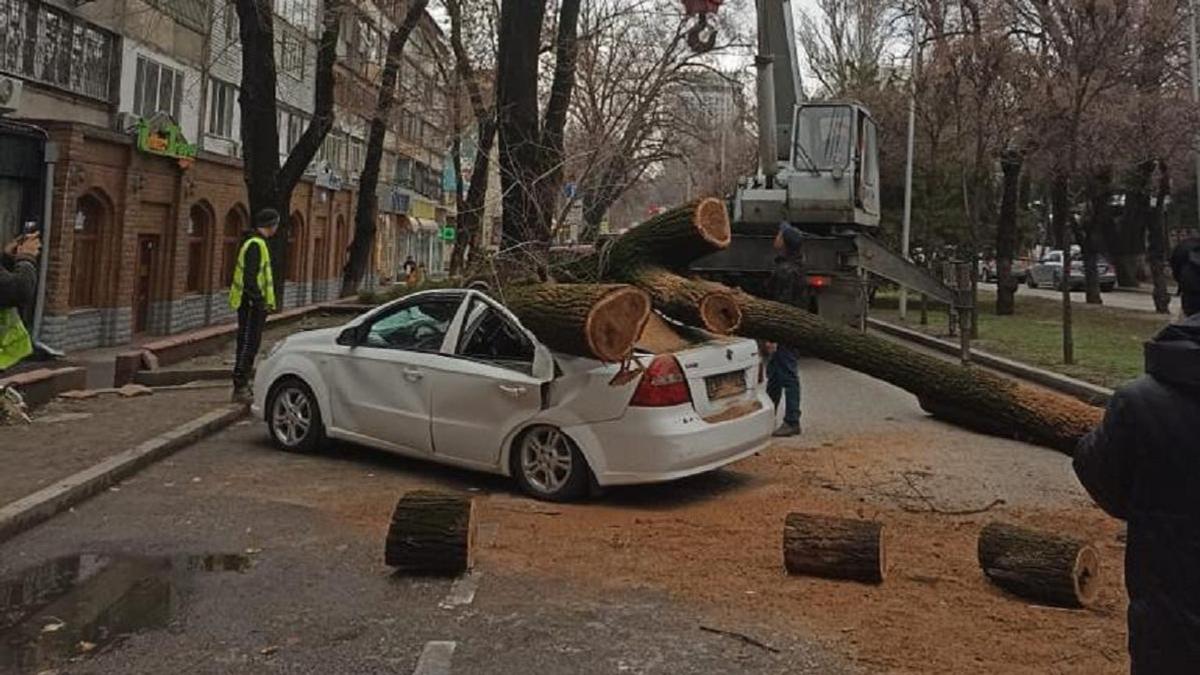 Дерево упало на автомобиль