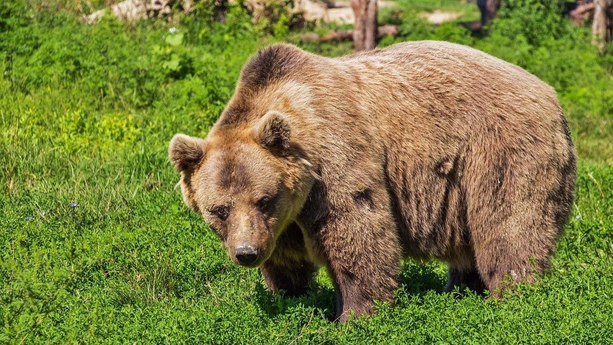 Медведь стоит на поляне