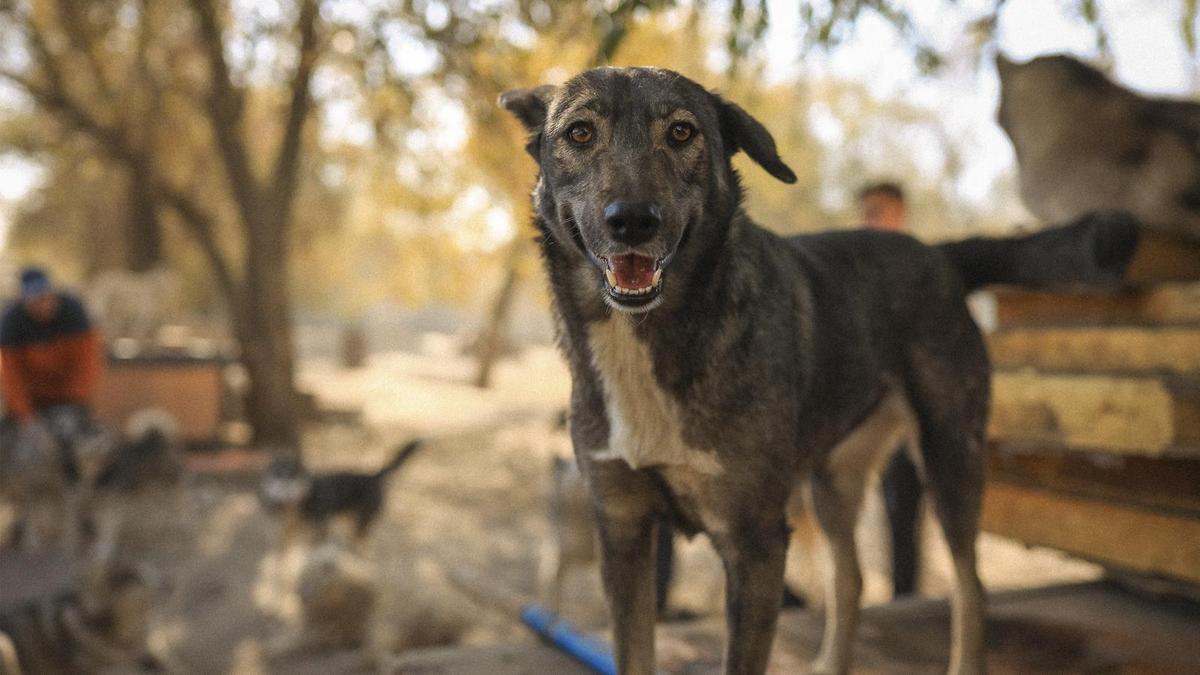 "Zoohome Almaty" фонд