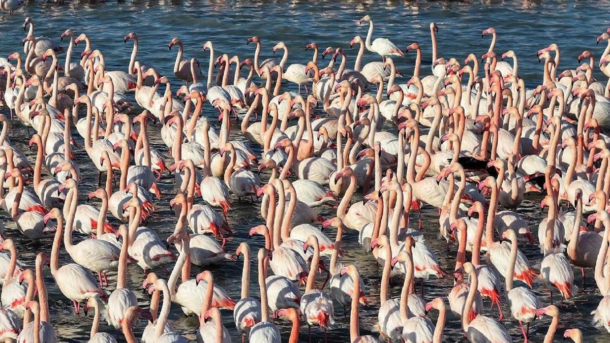 Каспий теңізіндегі қоқиқаздар Каспий теңізіндегі қоқиқаздар