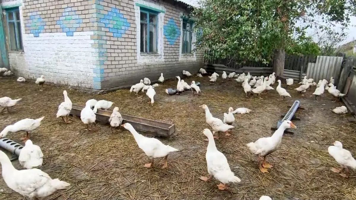 Домашняя птица