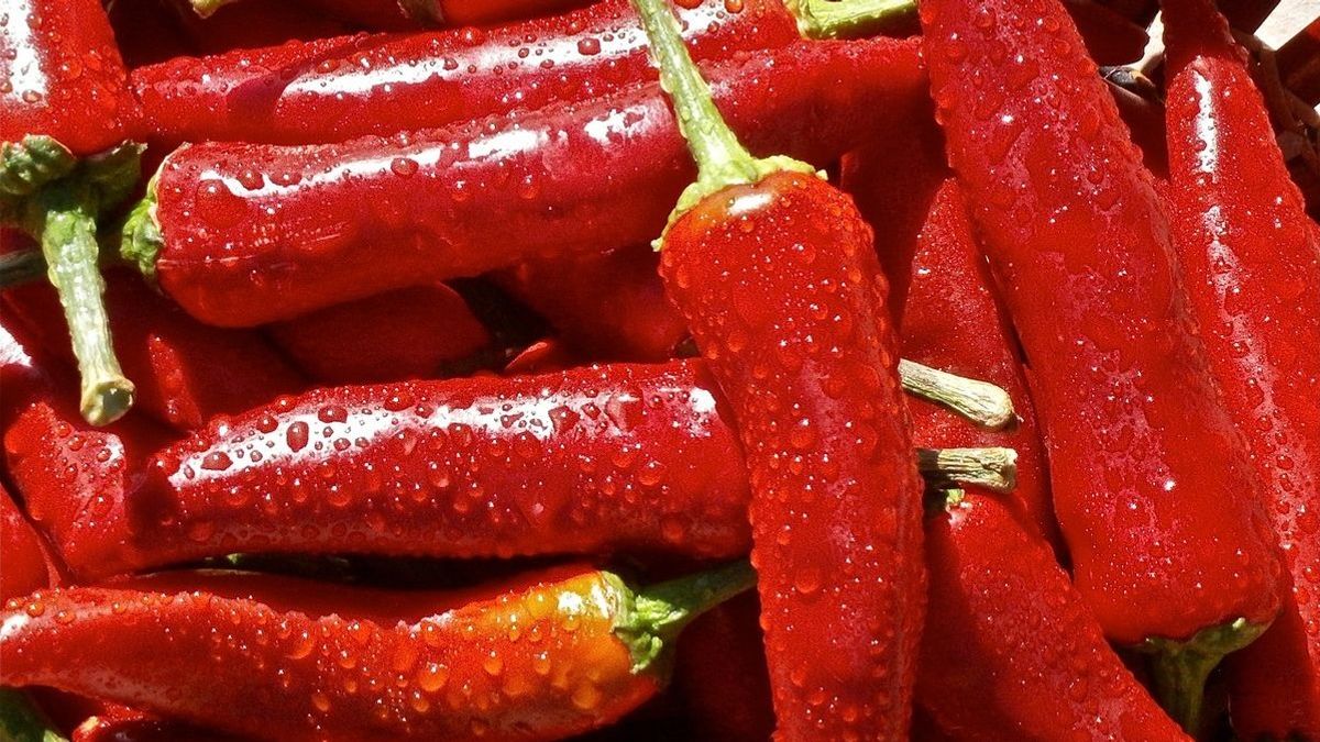 Красный стручковый перец в каплях росы лежит насыпью
