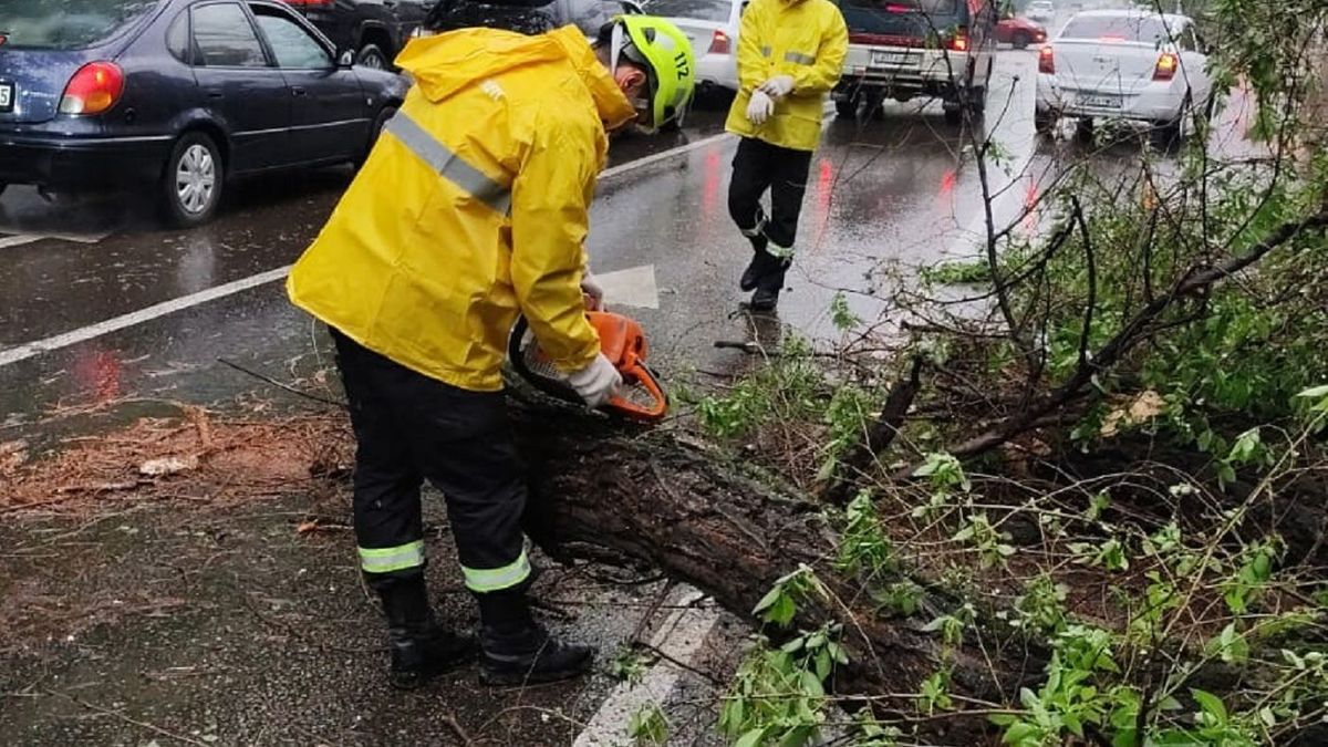Распиливают дерево