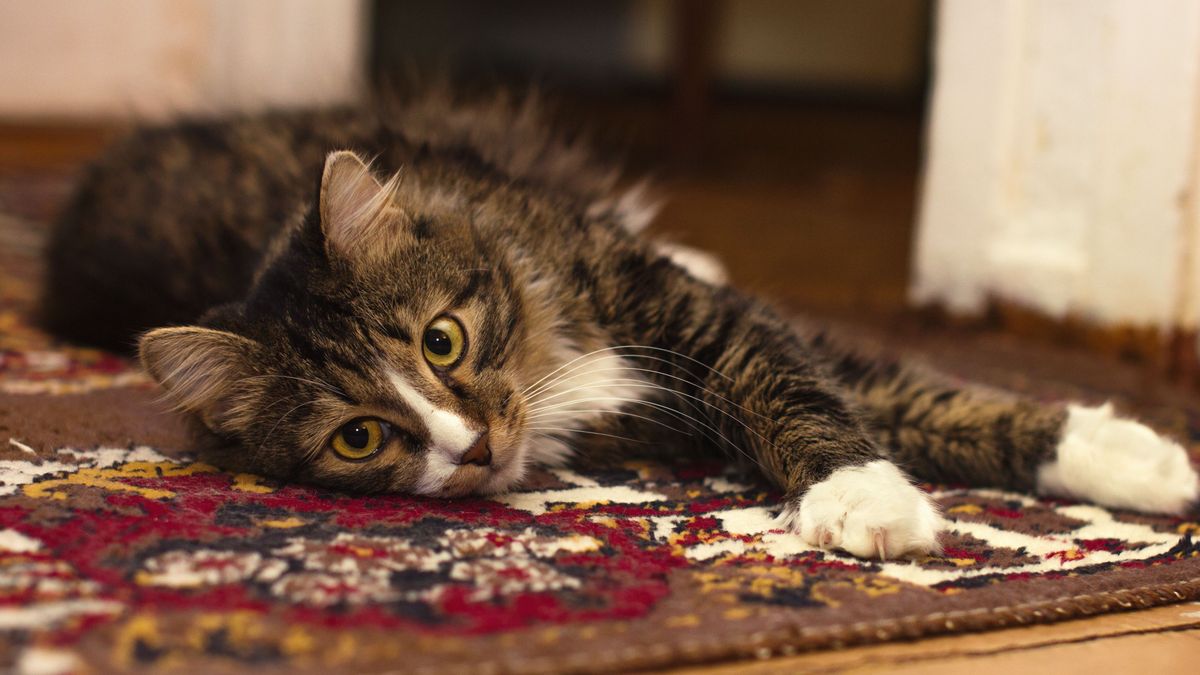 Кошка