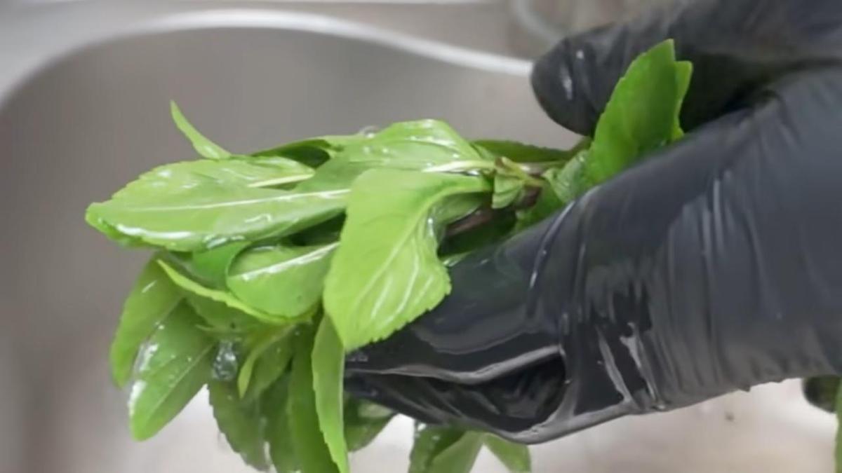 Мяту промывают под проточной водой