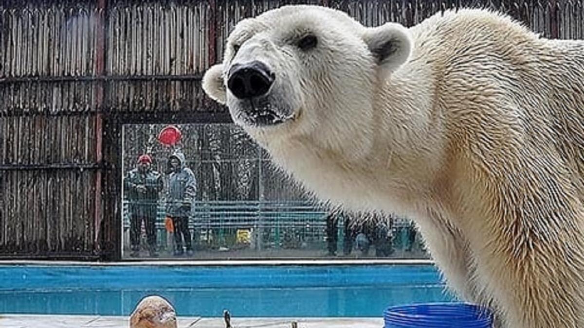 Полярного медведя Алькора усыпили в алматинском зоопарке
