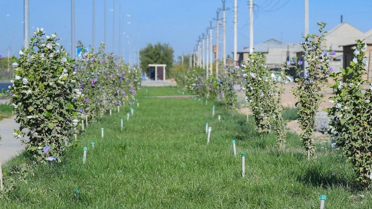 Түркістан облысындағы көшеттер Түркістан облысындағы көшеттер