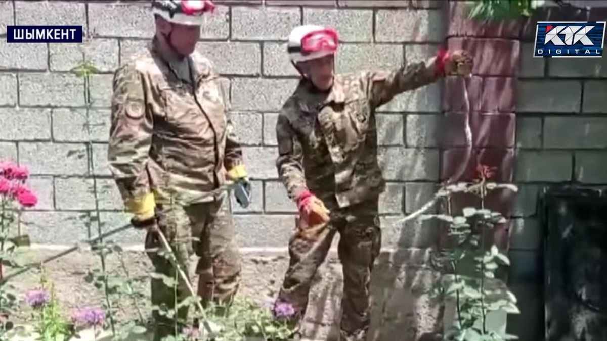 В Шымкенте заявили о нашествии змей