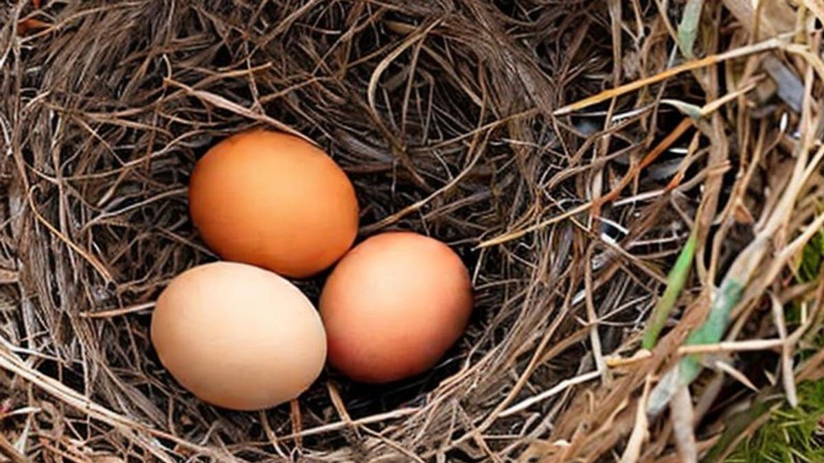 К чему снятся яйца куриные сырые разбитые. Приснились яйца. К чему снятся яйца. Приснились яйца куриные во сне к чему. Сонник яйца к чему снятся.
