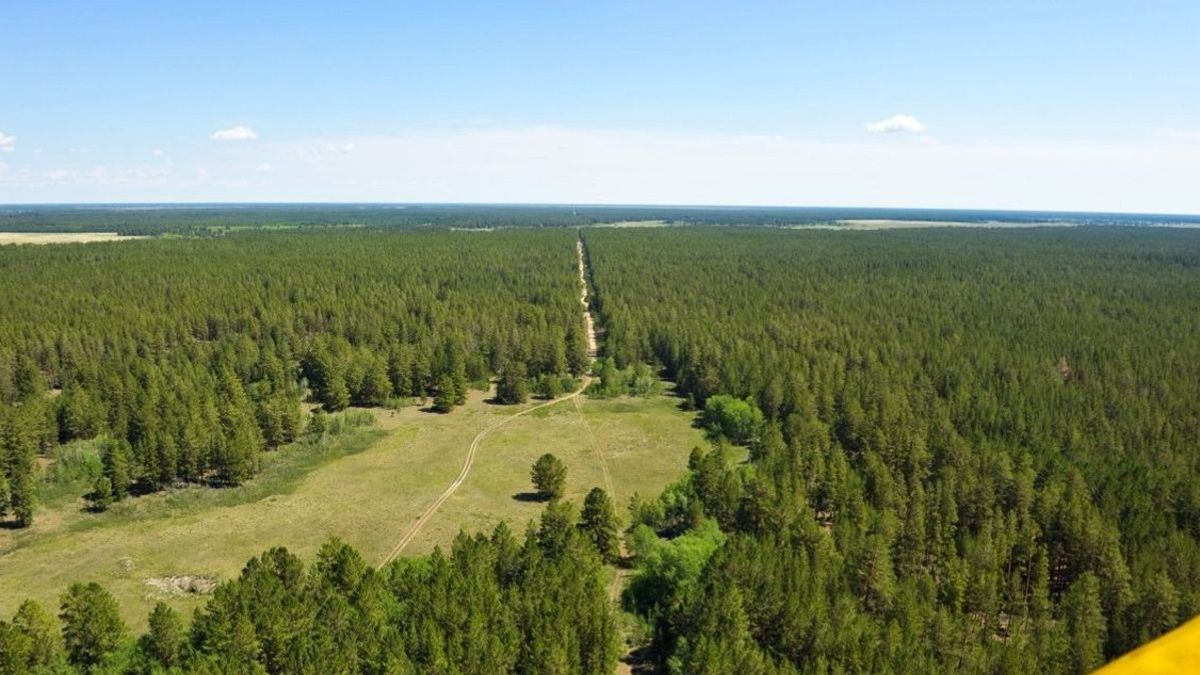 Лес