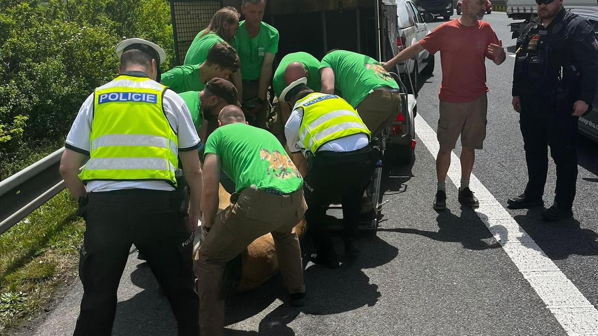 Полицейские и работника зоопарка с пойманной лошадью Полицейские и работника зоопарка с пойманной лошадью