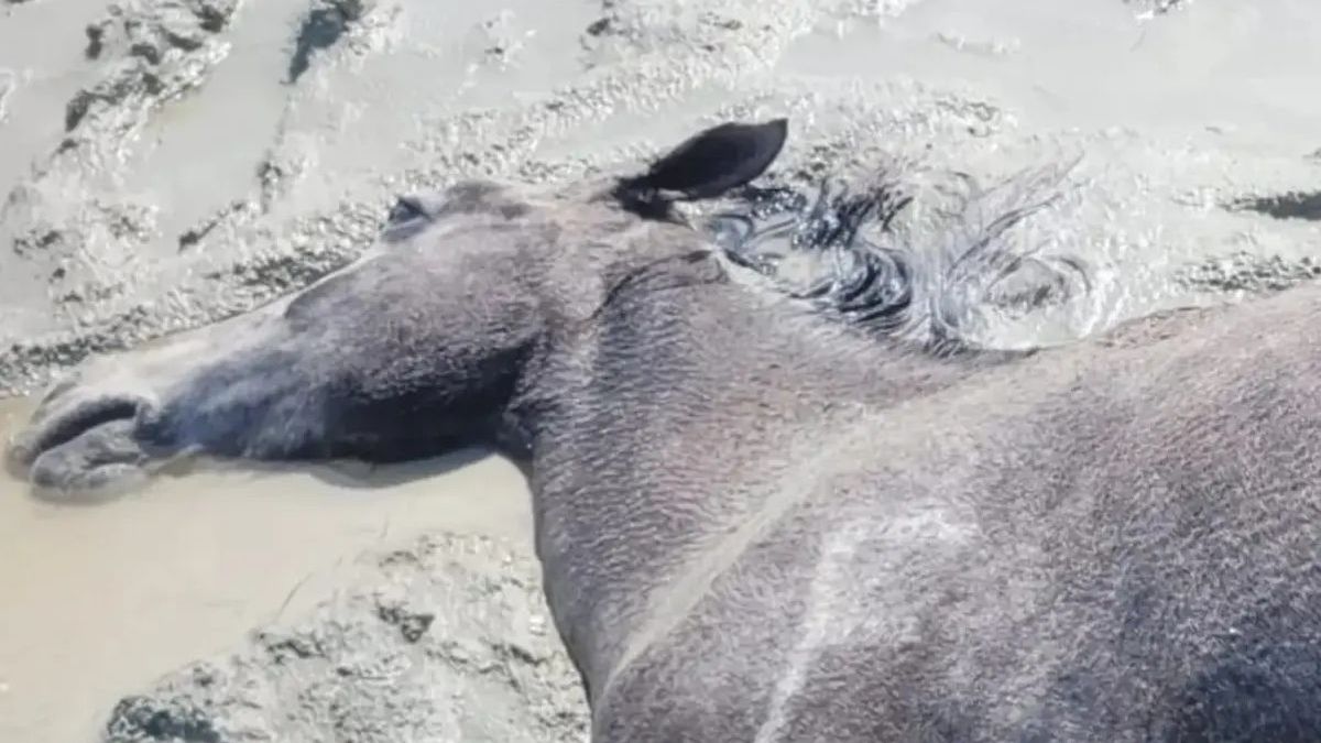 арам қатқан жылқы