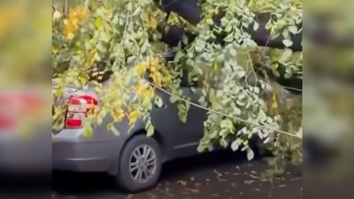 Дерево упало на машину