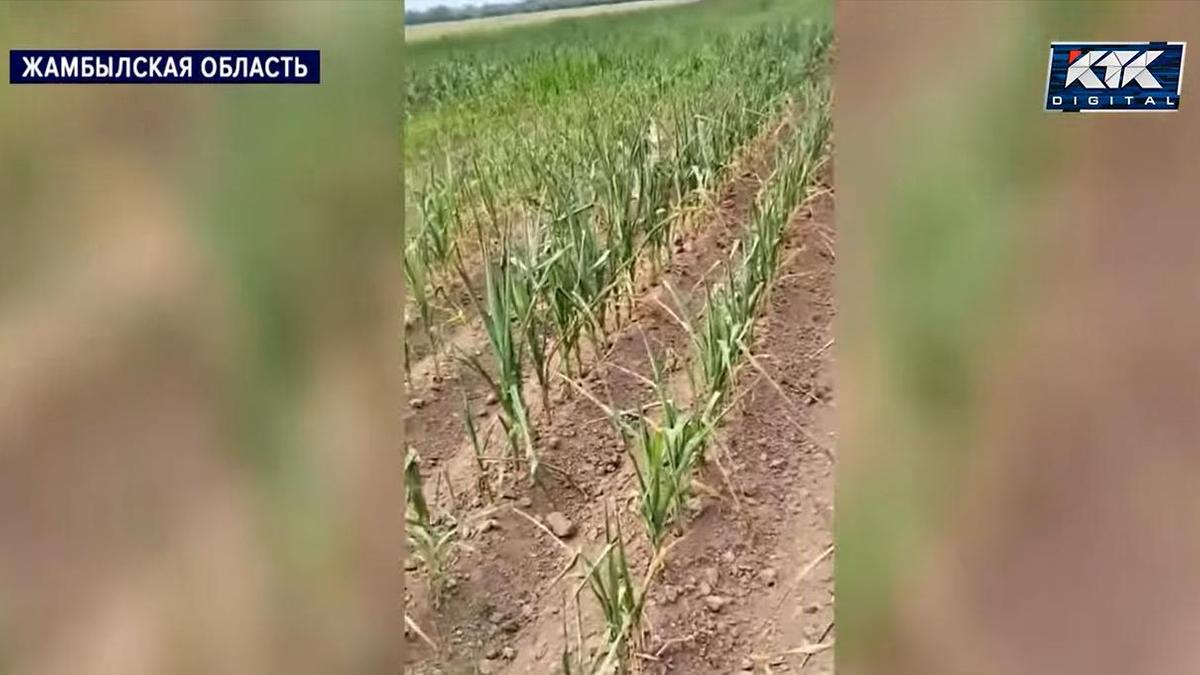 Кукурузные поля Кукурузные поля