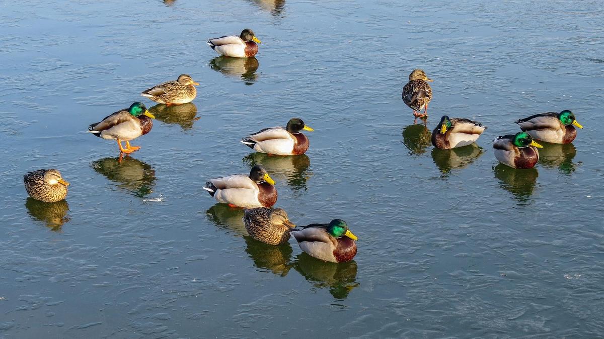 утри плавают в воде